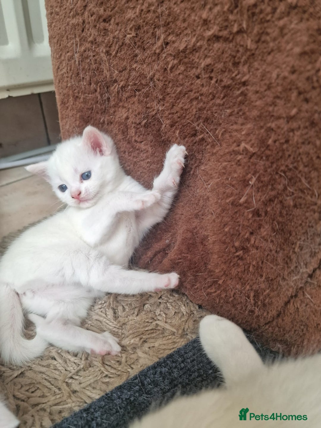 Mixed Breed cats for sale: Adorable white kittens  - Image 2