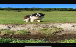 Saint Bernard dogs for sale: Stunning KC reg Saint Bernard puppies  - Image 25
