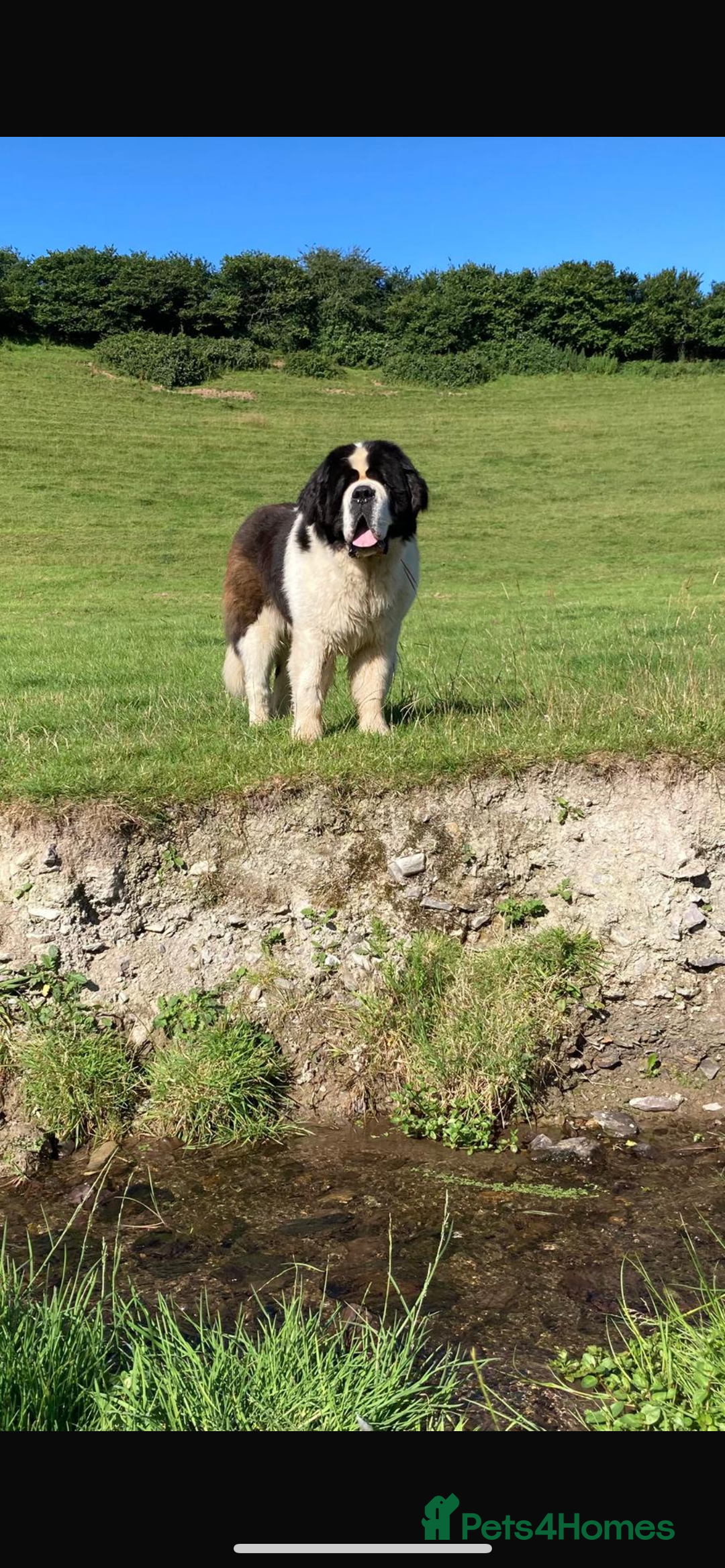 Saint Bernard dogs for sale: Stunning KC reg Saint Bernard puppies  - Image 25