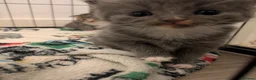 British Shorthair cats for sale: BSH cross kittens in Norwich - Advert 3