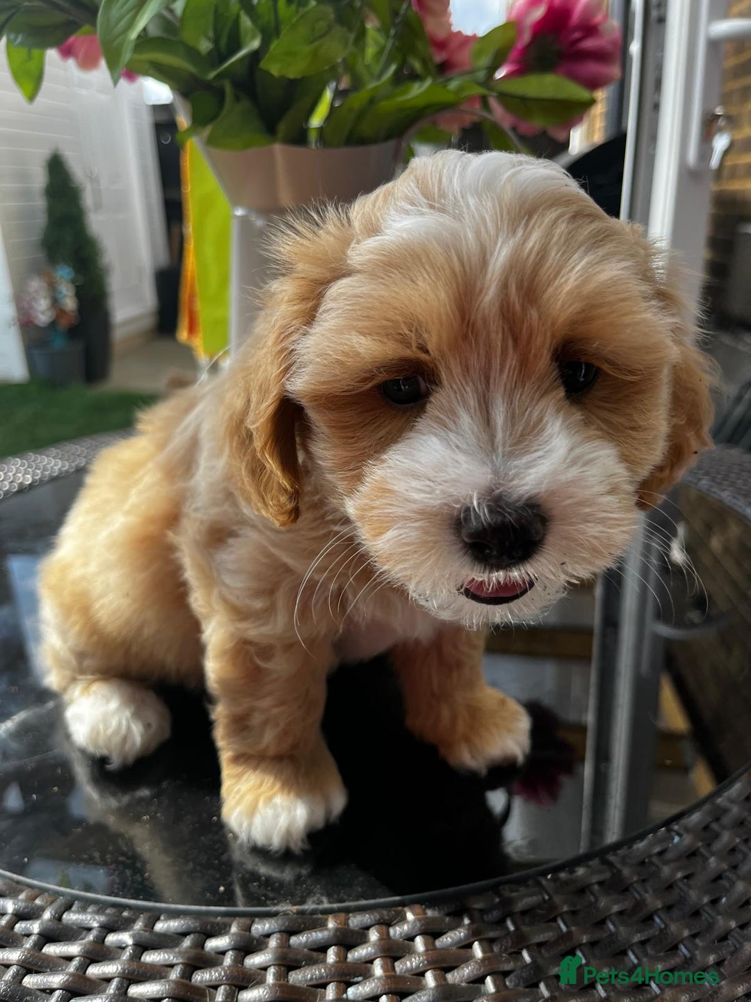 Maltipoo dogs for sale: Adorable Maltipoo  - Image 15