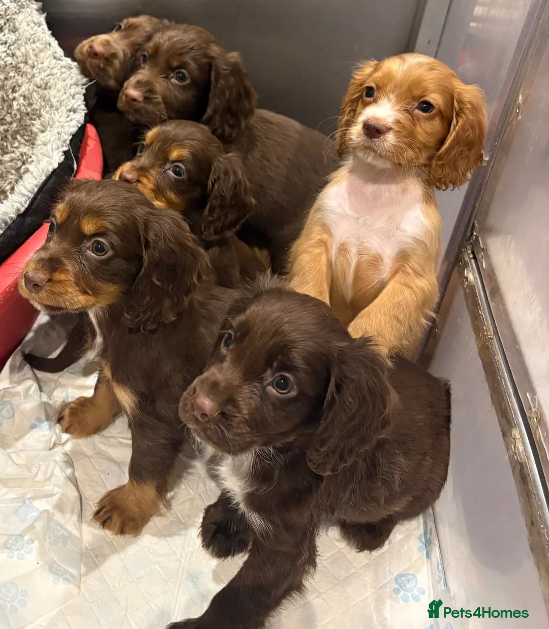 Cocker Spaniel dogs for sale: Working cocker spaniels  - Advert 1