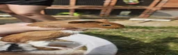 Guinea Pig rodents for sale: Guinea Pigs for sale  - Advert 2