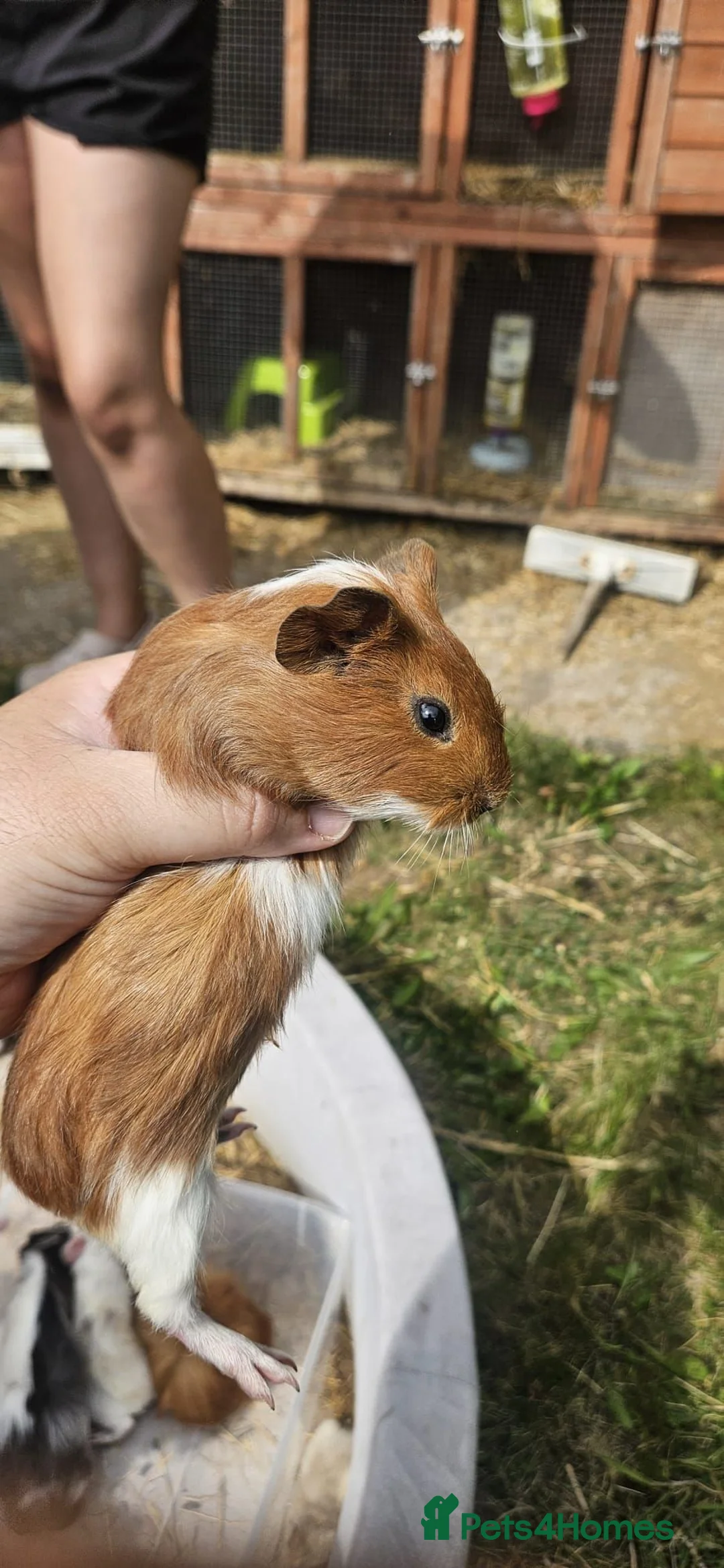 Guinea Pig rodents for sale: Guinea Pigs for sale  - Advert 2