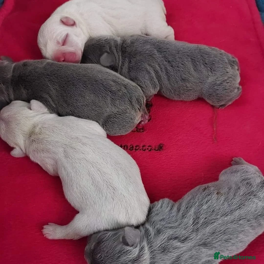 French Bulldog dogs for stud: Top Quality Stud RAMSGATE 🎯🎯 KC registered💣💣  in Ramsgate - Advert 25