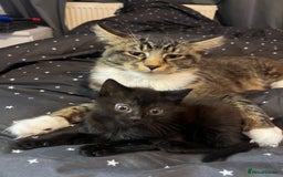 Mixed Breed cats for sale: MAINECOON X NEEDING HOME👀🏡 - Image 7