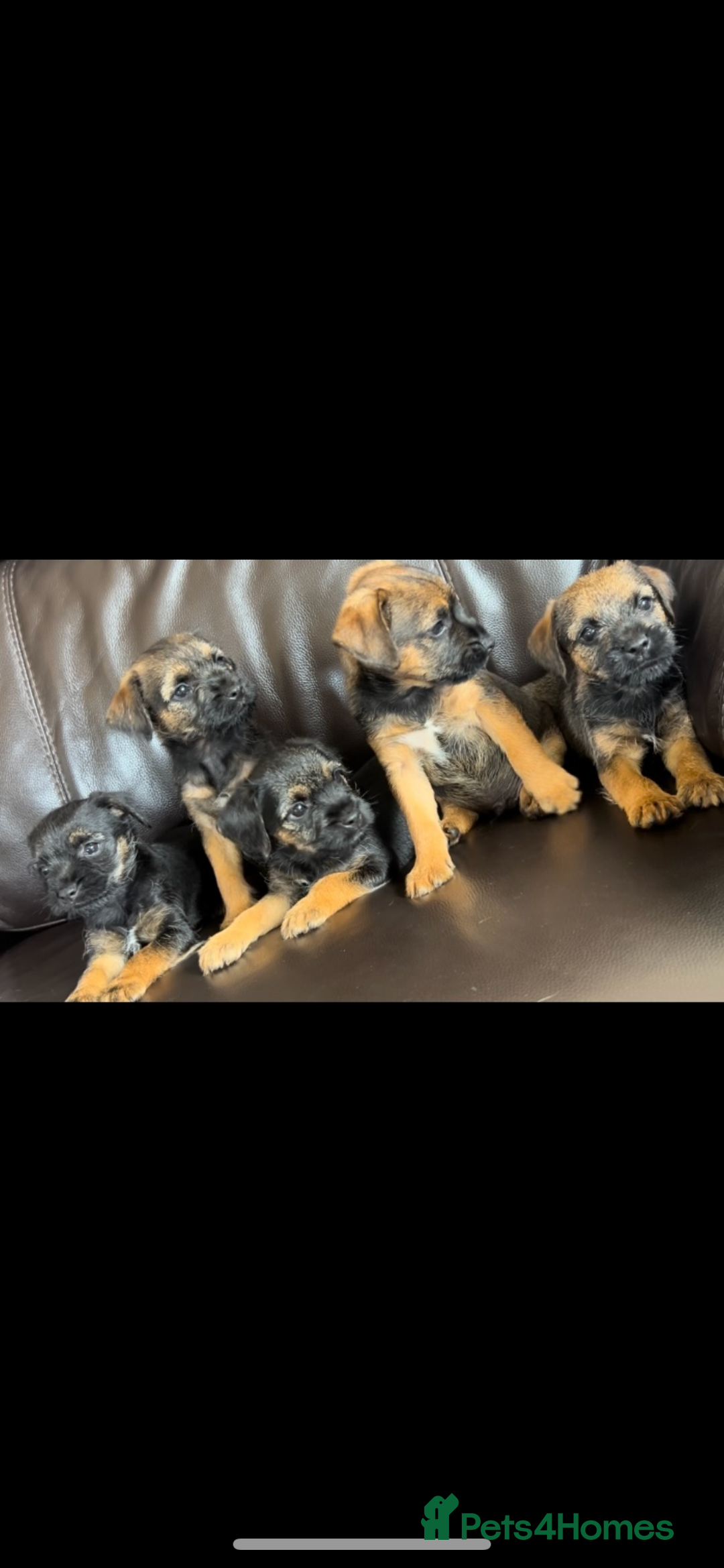 Border Terrier dogs for sale: Border Terrier puppies - Image 8