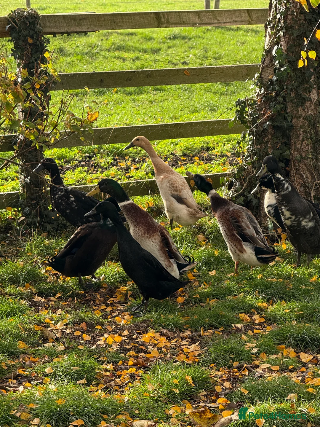 Ducks poultry for sale: Cayuga Ducks mixed  - Advert 2