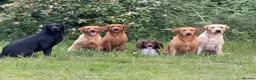 Labrador Retriever dogs for stud: Strong Fully Health Tested Labrador Stud in Penicuik - Advert 3