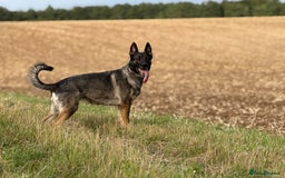 German Shepherd dogs for sale: German Shepherd Puppies  - Image 1