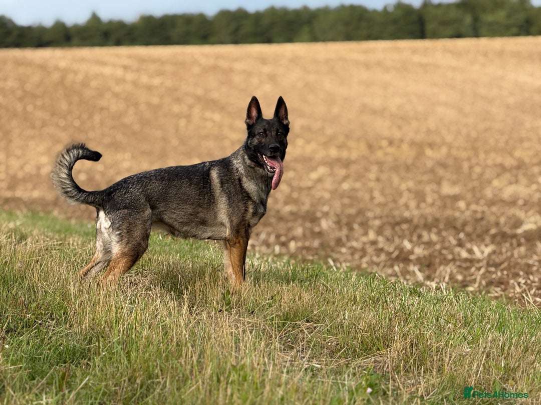 German Shepherd dogs for sale: German Shepherd Puppies  - Image 1