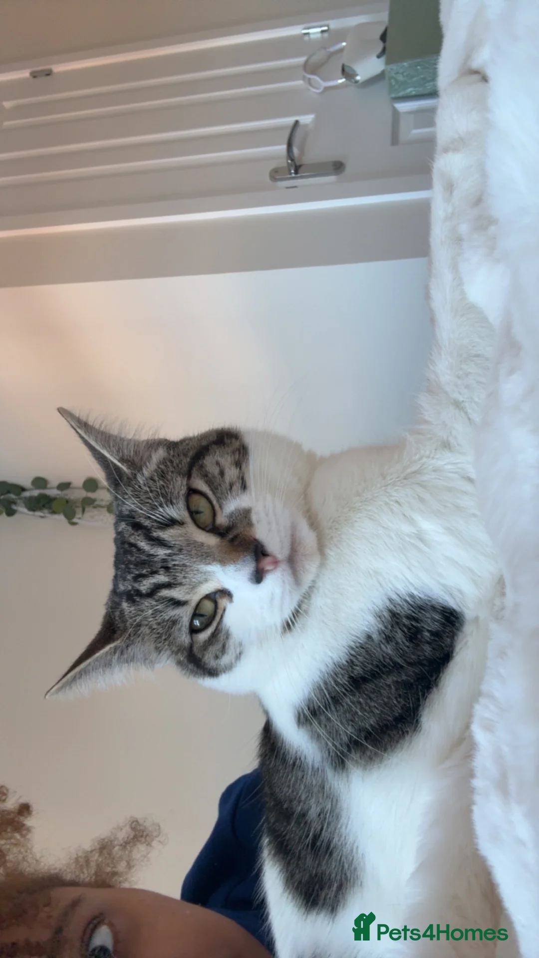 Mixed Breed cats for sale: Beautiful male kitten - Advert 2