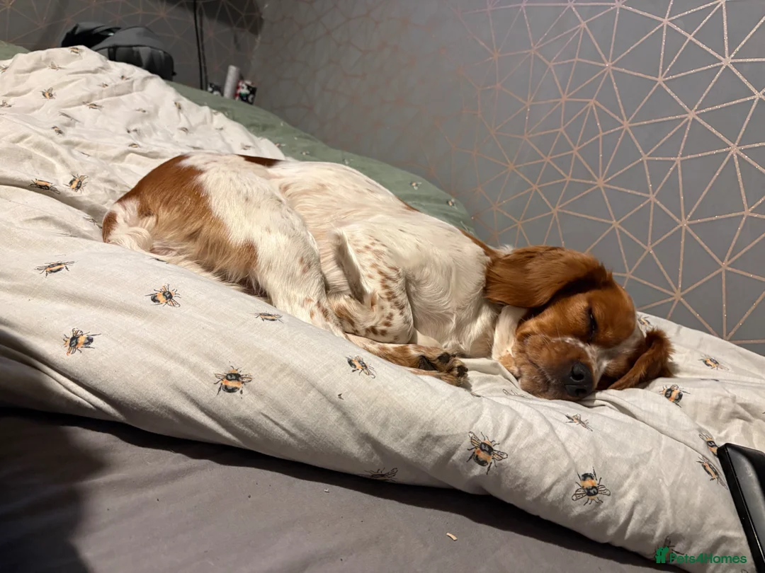 Cockapoo dogs for sale: 3 beautiful puppies left - Advert 1