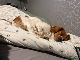 Cockapoo dogs 3 beautiful puppies left - Advert 1