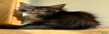Maine Coon Kitten 1