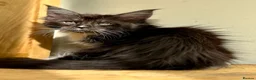 Maine Coon cats for sale: Beautiful Maine Coon kittens - Advert 13
