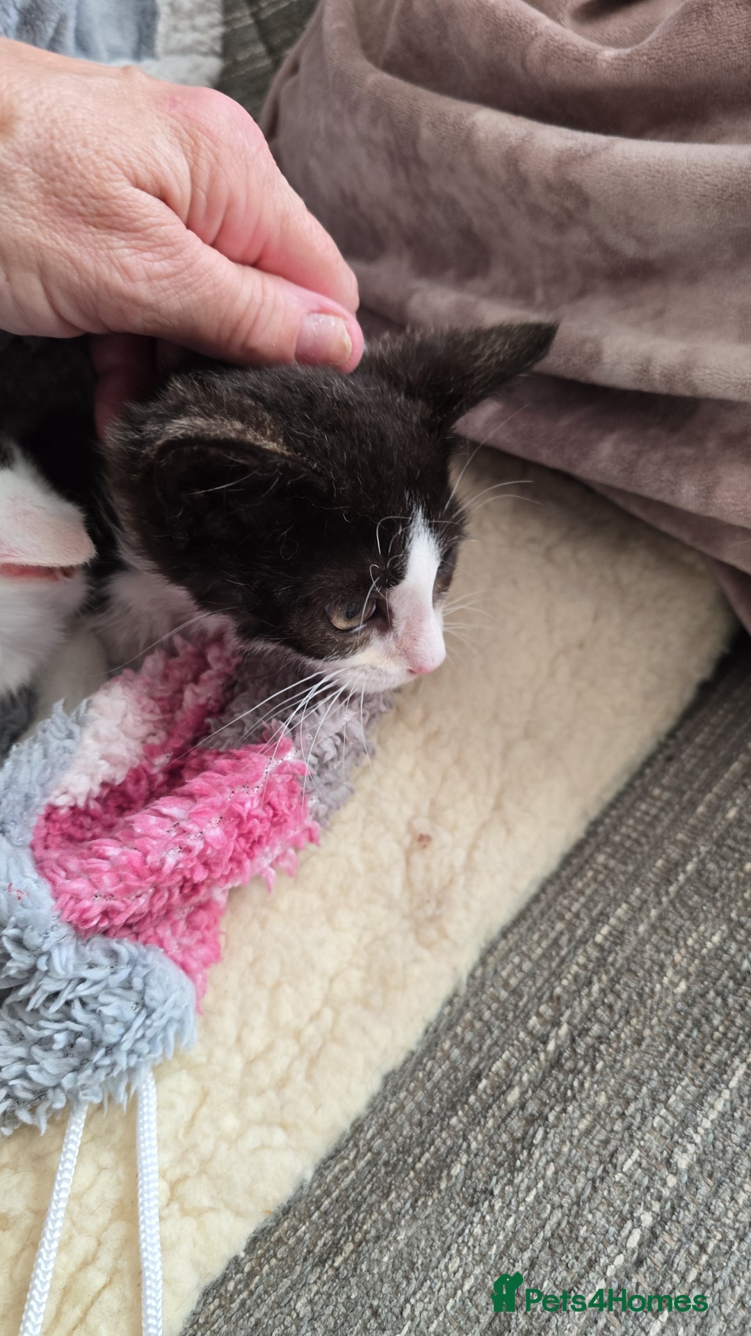 Mixed Breed cats for sale: Two beautiful boys  - Image 1