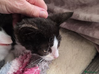 Mixed Breed cats - Advert 1