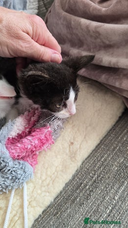 Mixed Breed cats Two beautiful boys - Advert 14