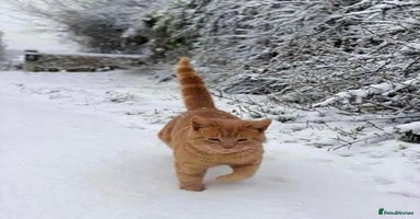 Mixed Breed cats Gorgeous kittens READY TODAY 2LEFT  - Advert 5