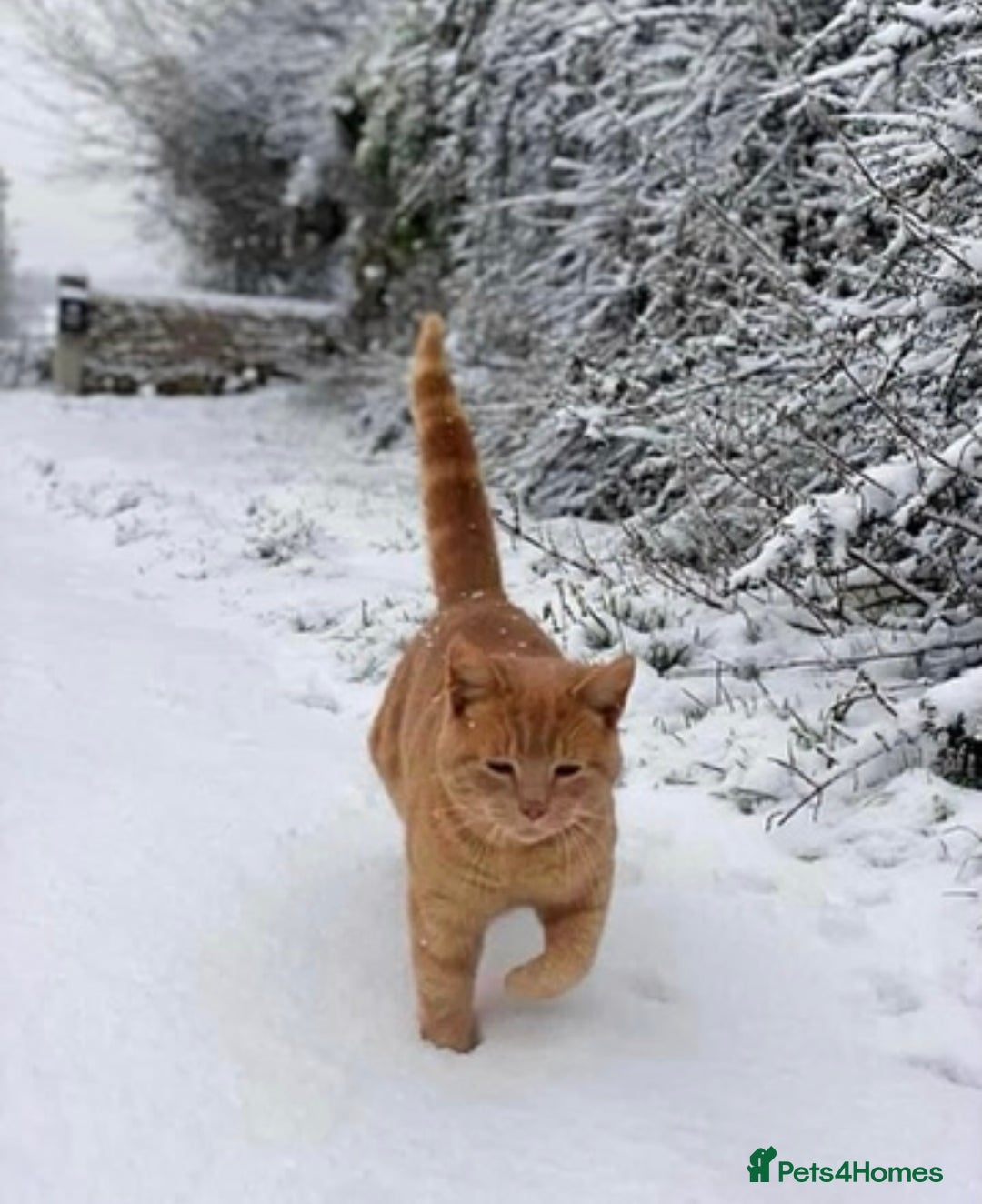 Mixed Breed cats for sale: Gorgeous kittens READY NOW - Image 4