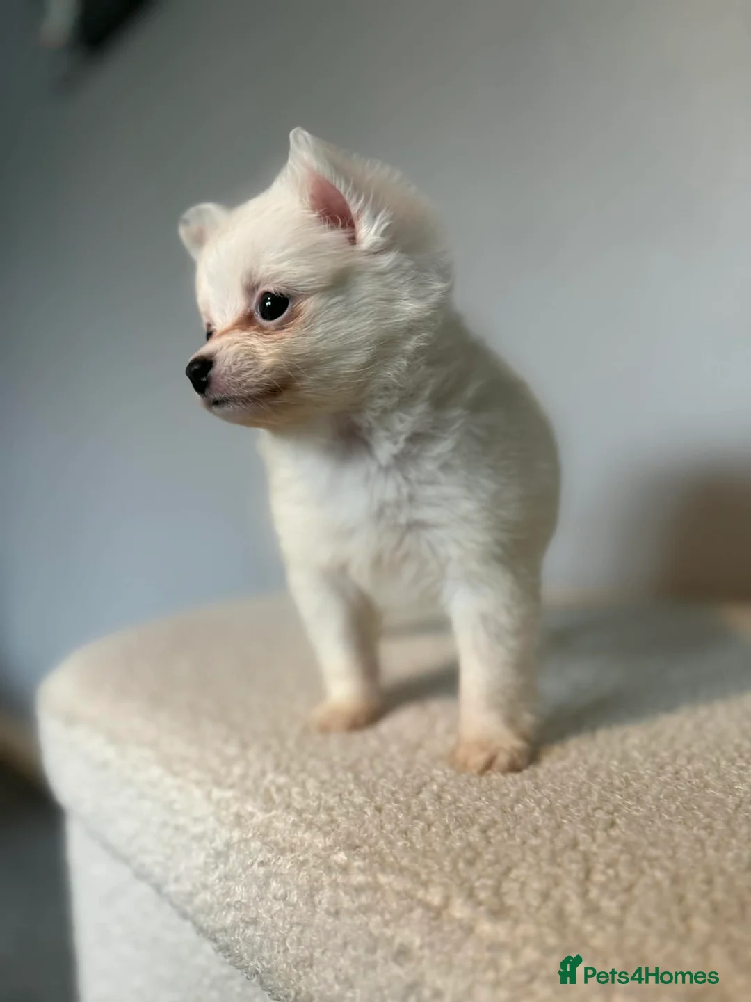 Pomeranian dogs for sale: Beautiful Pomeranian  - Advert 2