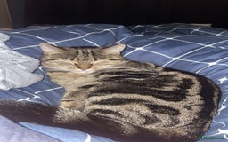 Mixed Breed cats for sale: 2 Very Cute kittens Ready to Leave NOW! - Image 8