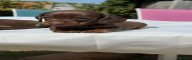 Miniature Dachshund 4