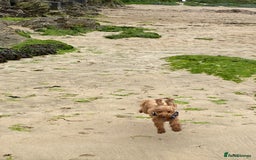 Toy Poodle dogs for stud: RED TOY POODLE KC REGISTERED PROVEN STUD in Derby - Image 15