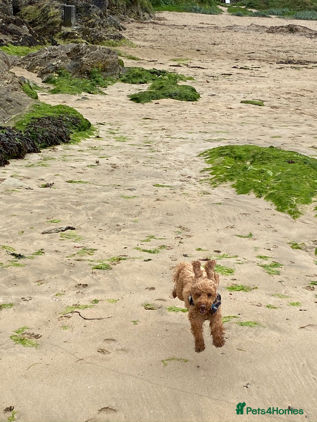 Toy Poodle dogs for stud: RED TOY POODLE KC REGISTERED PROVEN STUD in Derby - Image 15