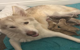Siberian Husky dogs for sale: SIBERIAN HUSKY for sale ready to go 15th november - Image 7