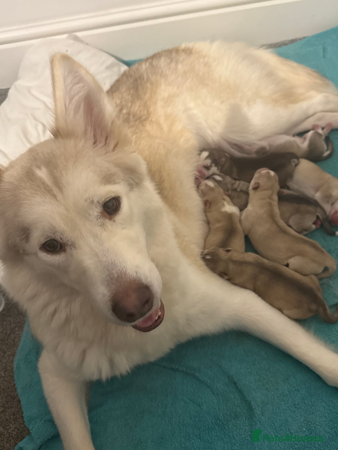 Siberian Husky dogs for sale: SIBERIAN HUSKY for sale ready to go 15th november - Image 7