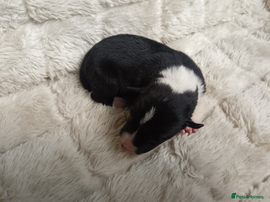 Border Collie dogs for sale: Border collie puppies B/W  - Advert 14