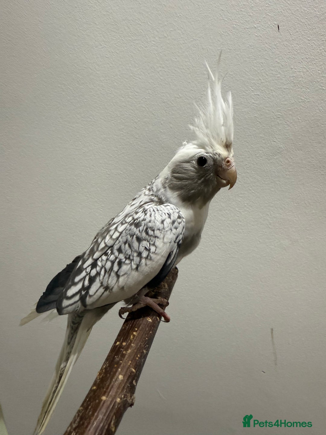 Cockatiels birds for sale: Beautiful Cockatiels for sale  - Advert 5