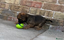 Border Terrier dogs for sale: Border terrier puppy’s  - Image 4