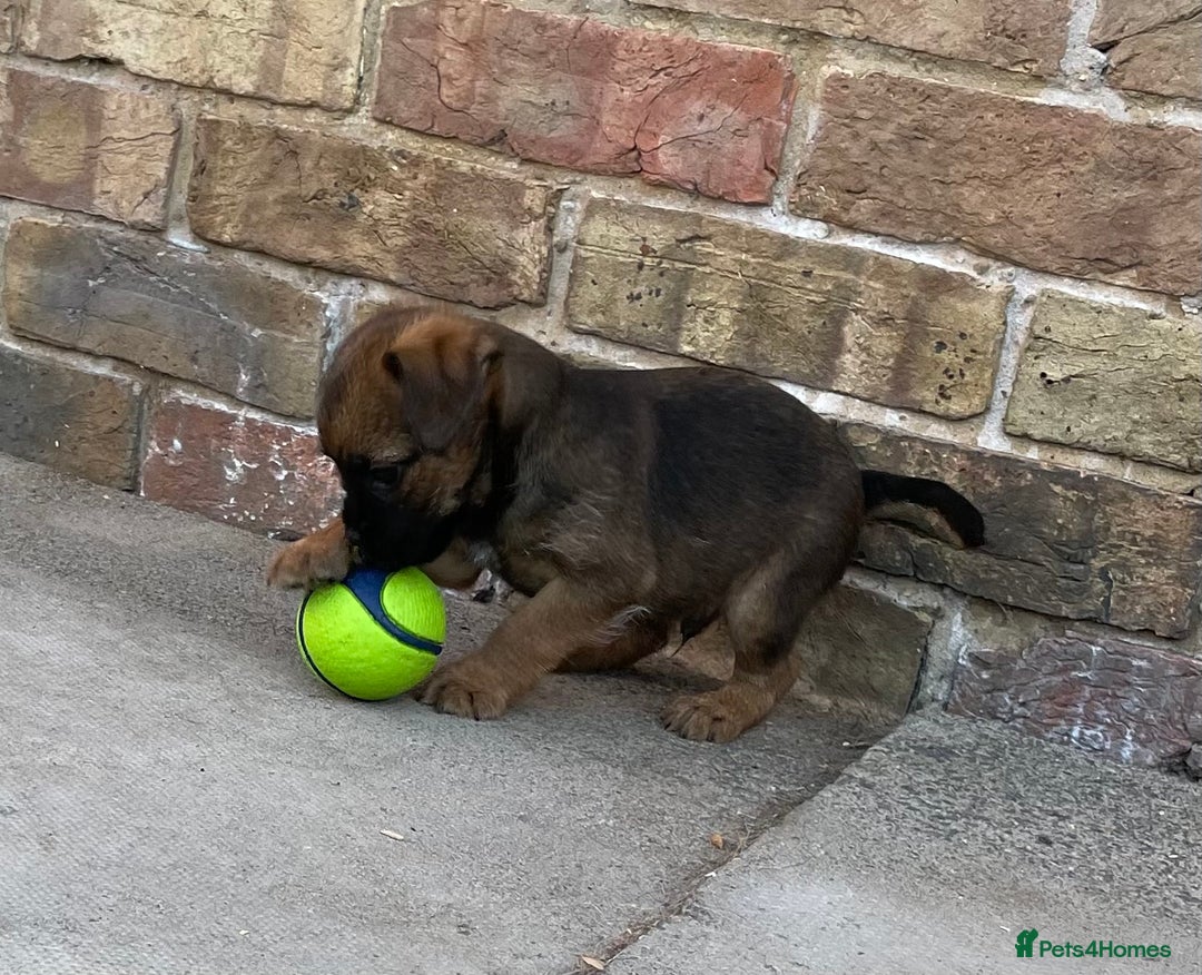 Border Terrier dogs for sale: Border terrier puppy’s  - Image 4