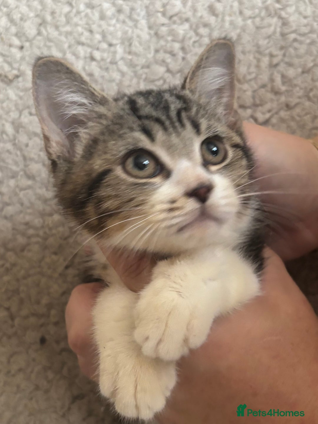 Mixed Breed cats for sale: Friendly Kittens available  - Image 3