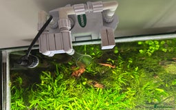 Shrimps fish for sale: Neocaridina Shrimp Aquarium  - Image 5