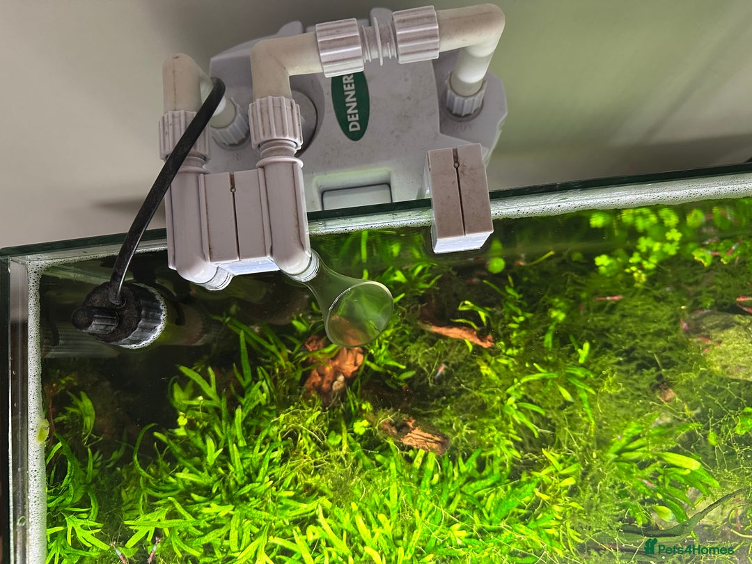 Shrimps fish for sale: Neocaridina Shrimp Aquarium  - Image 5