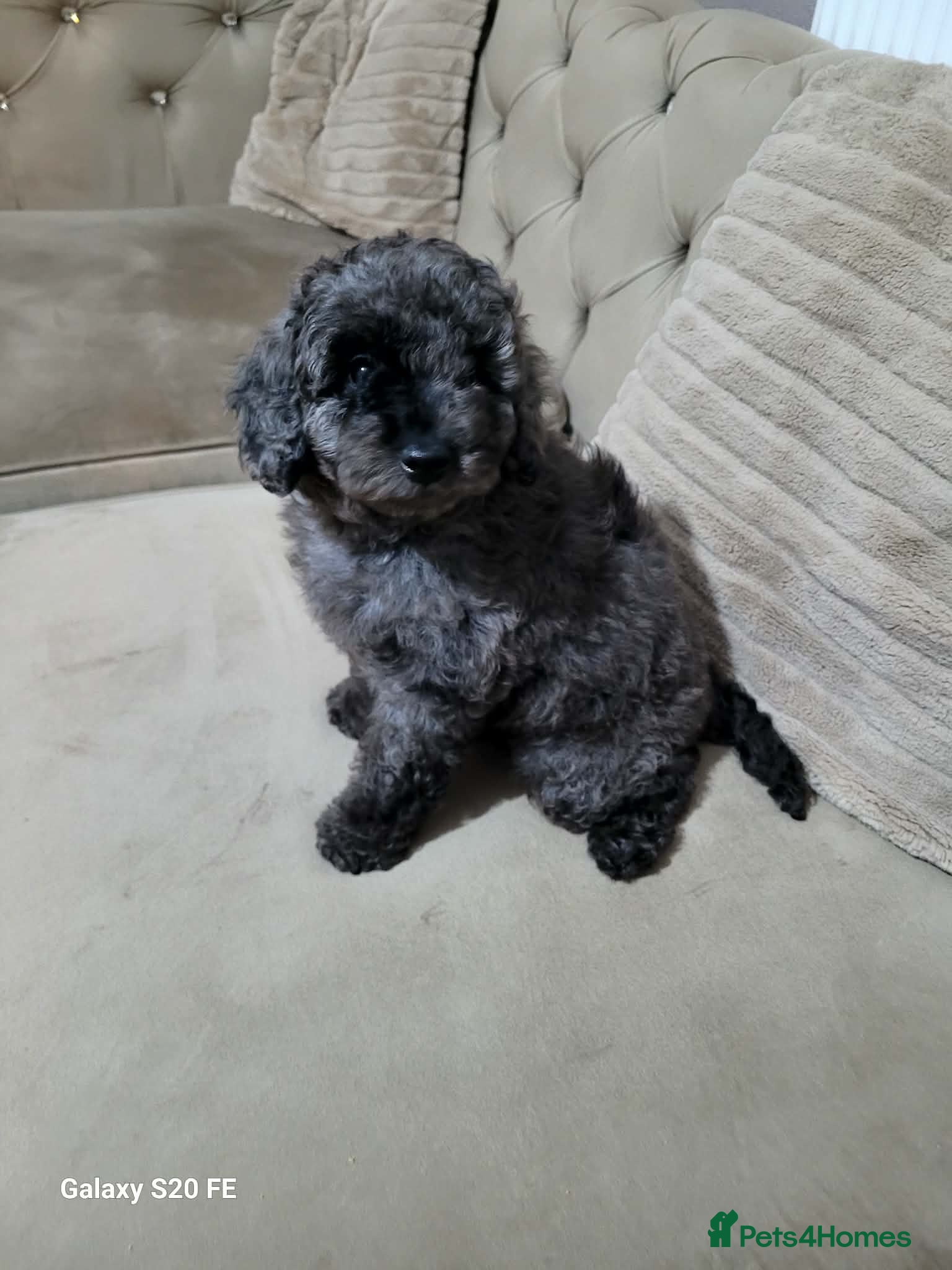 Cavapoo dogs Miniature cavapoo girl 💕💕💕💕 - Advert 1
