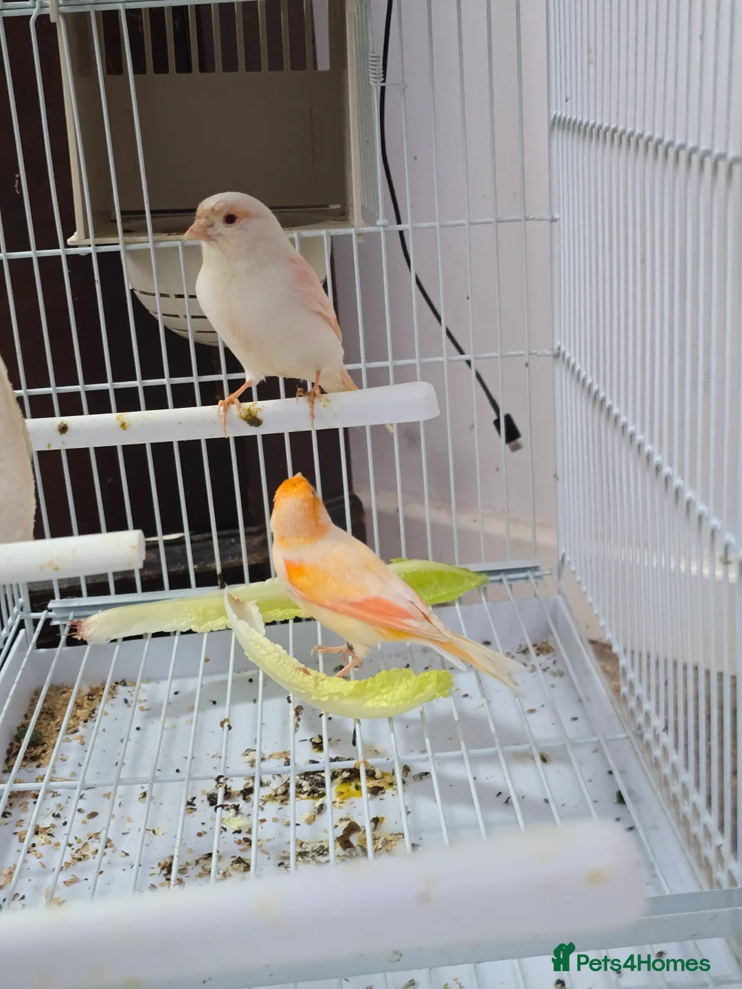 Canaries birds for sale: Canary Breeding Pairs Setup  - Advert 1