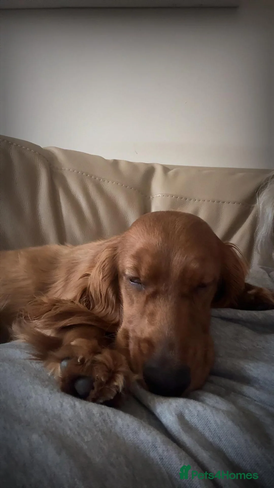 Cocker Spaniel dogs for sale: 🐾 1 year old working cocker spaniel 🐾 - Advert 3