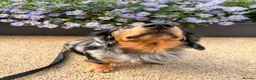 Miniature Dachshund dogs for stud: Luffy – Gorgeous Long-Haired Miniature Dachshund in London - Advert 6