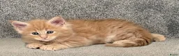 Maine Coon cats for sale: GCCF/ TICA Maine Coon Classic Taby kittens - Advert 8