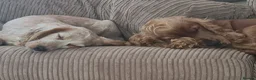 Cocker Spaniel dogs for sale: 3 golden Cocker Spaniels  - Advert 22