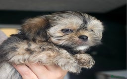 Shih Tzu dogs for sale: Shih Tzu Boys ready now - Image 5