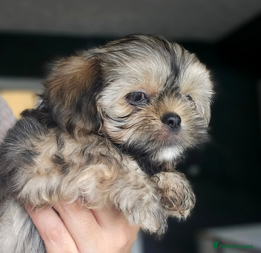 Shih Tzu dogs for sale: Shih Tzu Boys ready now - Image 5