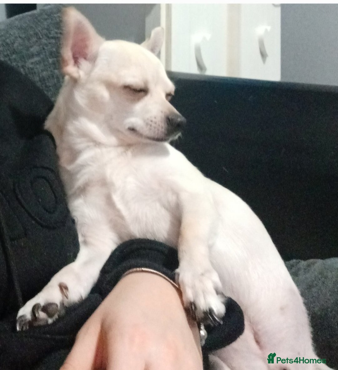 Chihuahua dogs for stud: Male chihuahua  - Advert 10