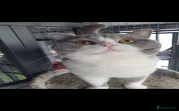 British Shorthair cats for sale: Last kitten available  - Image 6