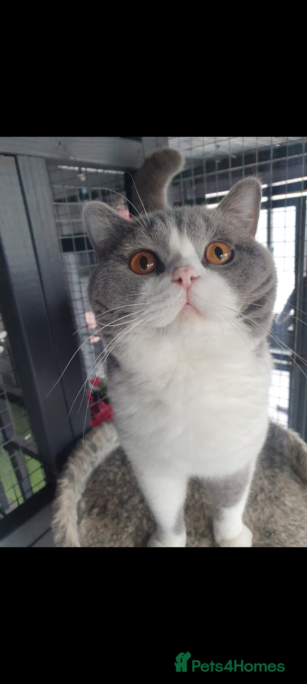 British Shorthair cats for sale: Last kitten available  - Image 6